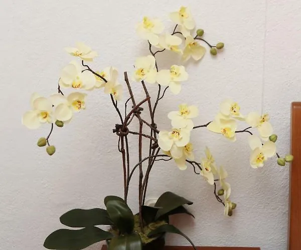 Διαμέρισμα Vida *